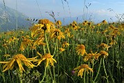 98 Assembramento insolito di arnica (Arnica montana) 